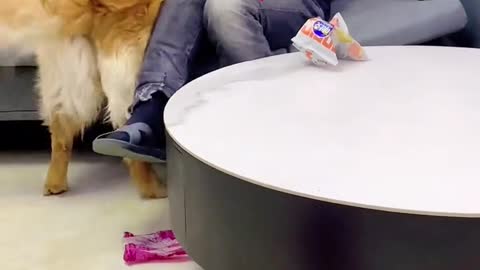 Funny dog ​​punishes dad for littering