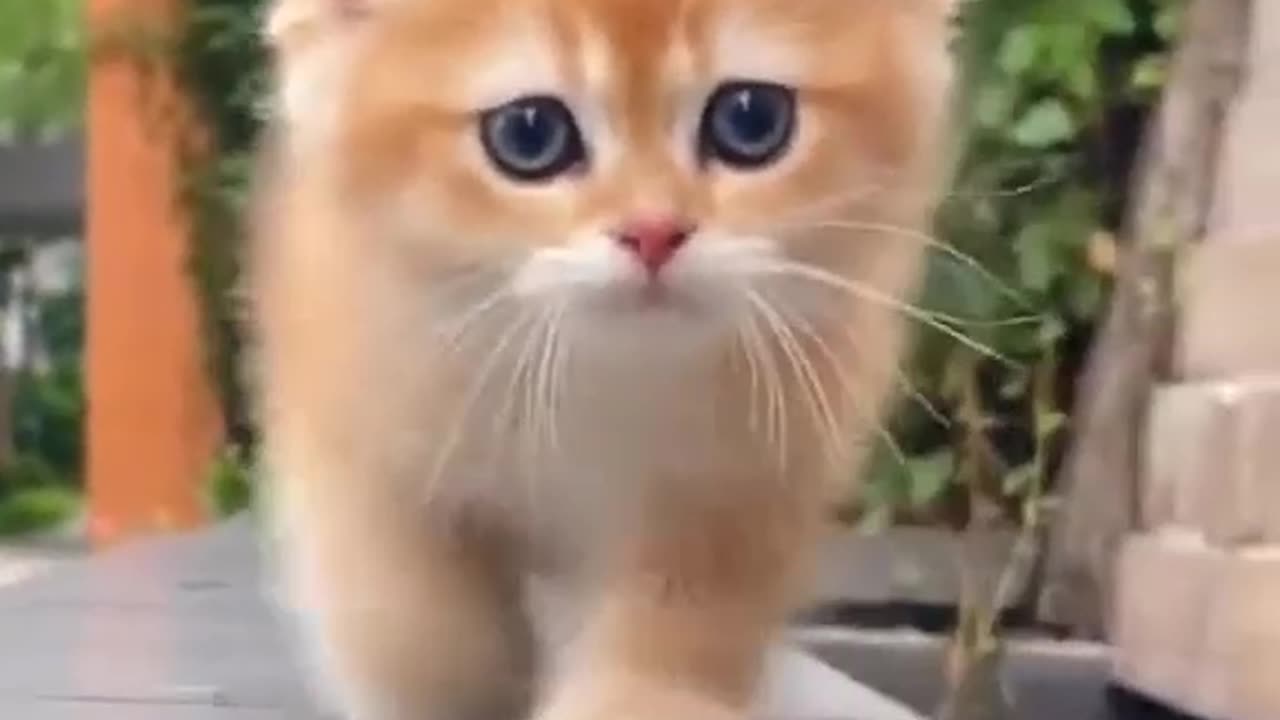 cute cat