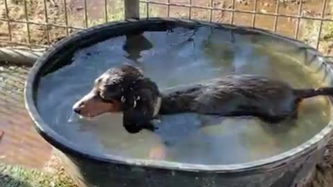 The dog is bathing itself