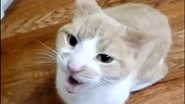 Funniest cat video 😂😂😂