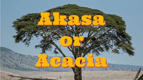 AKASA OR ACACIA