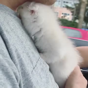 The love of a little white fluffy kitten^^