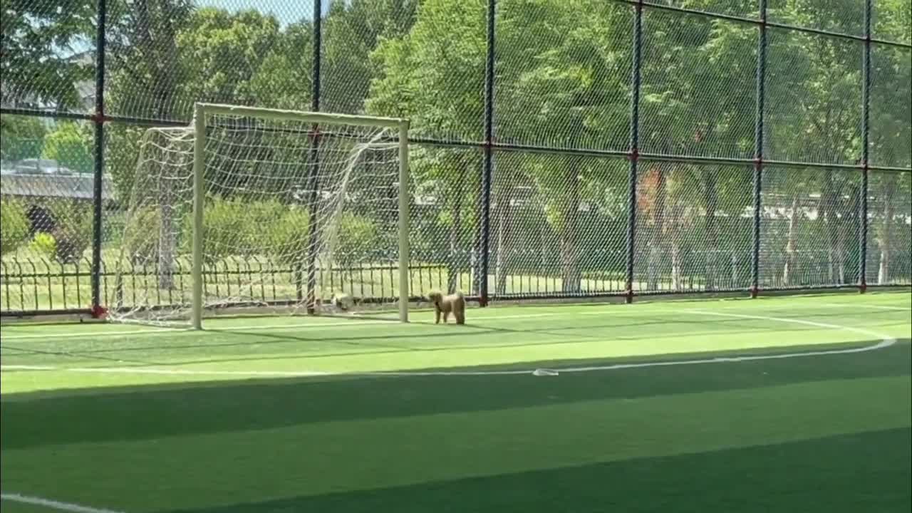 A dog that loves to kick a ball