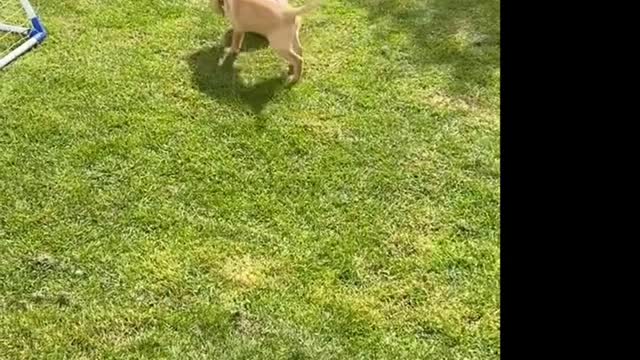 Cute Puppies You Wanna Watch doing Funny Things - Cutest Puppy