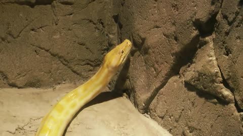 yellow python snake in the zoo