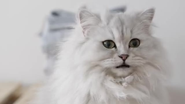 Beautiful White Cat | Funny Animals Video#shorts