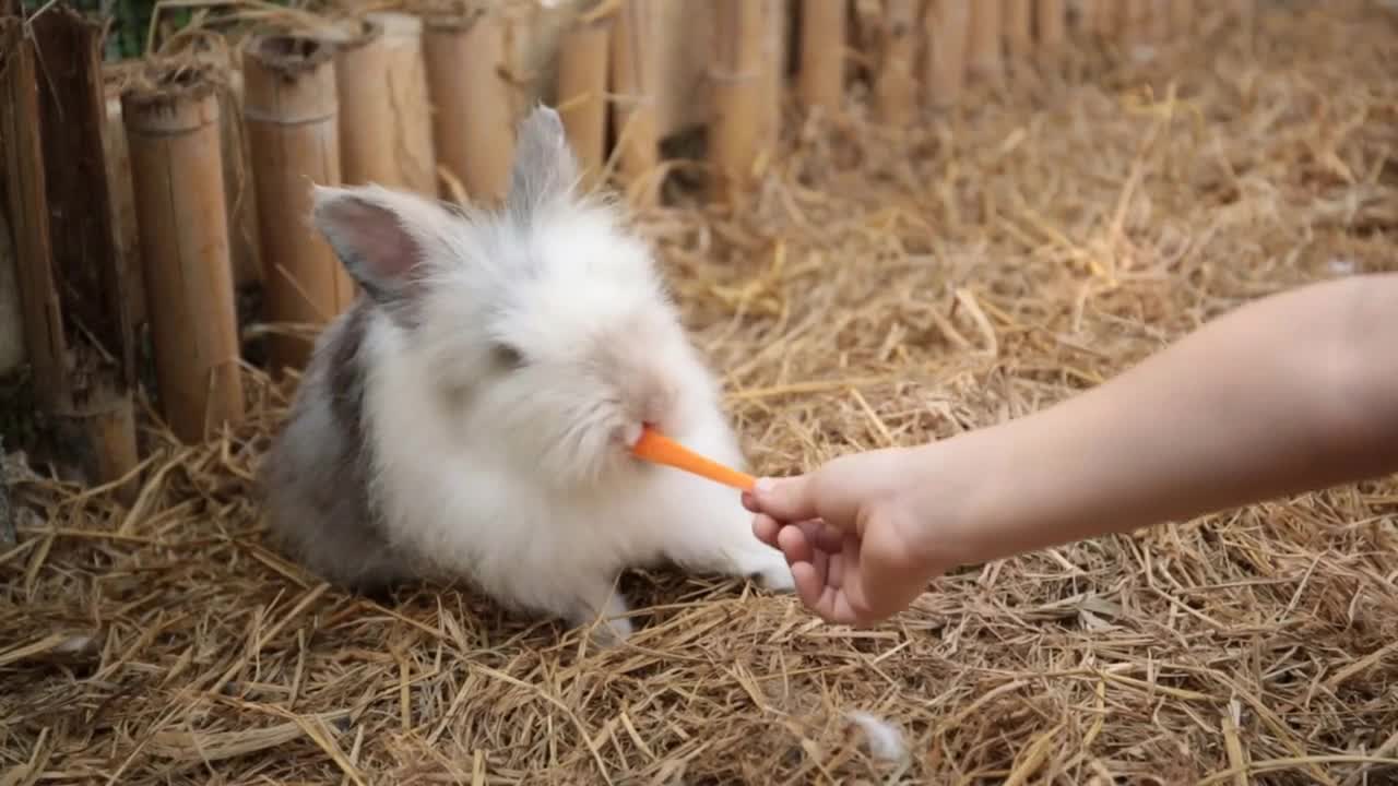 Cute rabbits in a cage eating a carrot