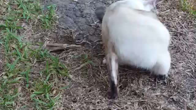 Checking holes in the backyard.