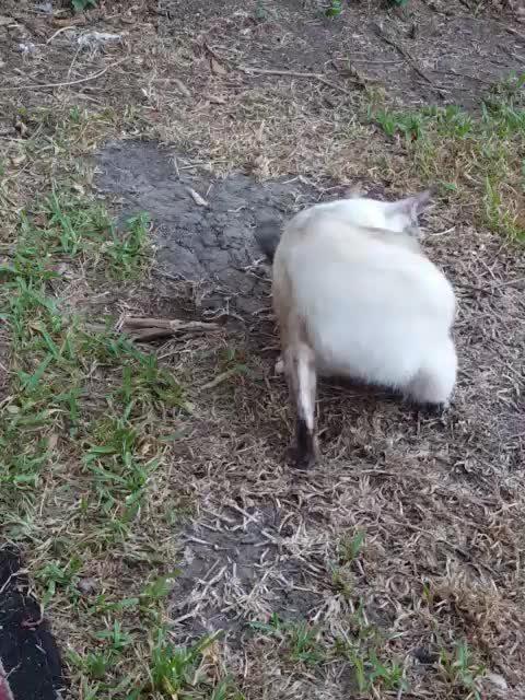 Checking holes in the backyard.