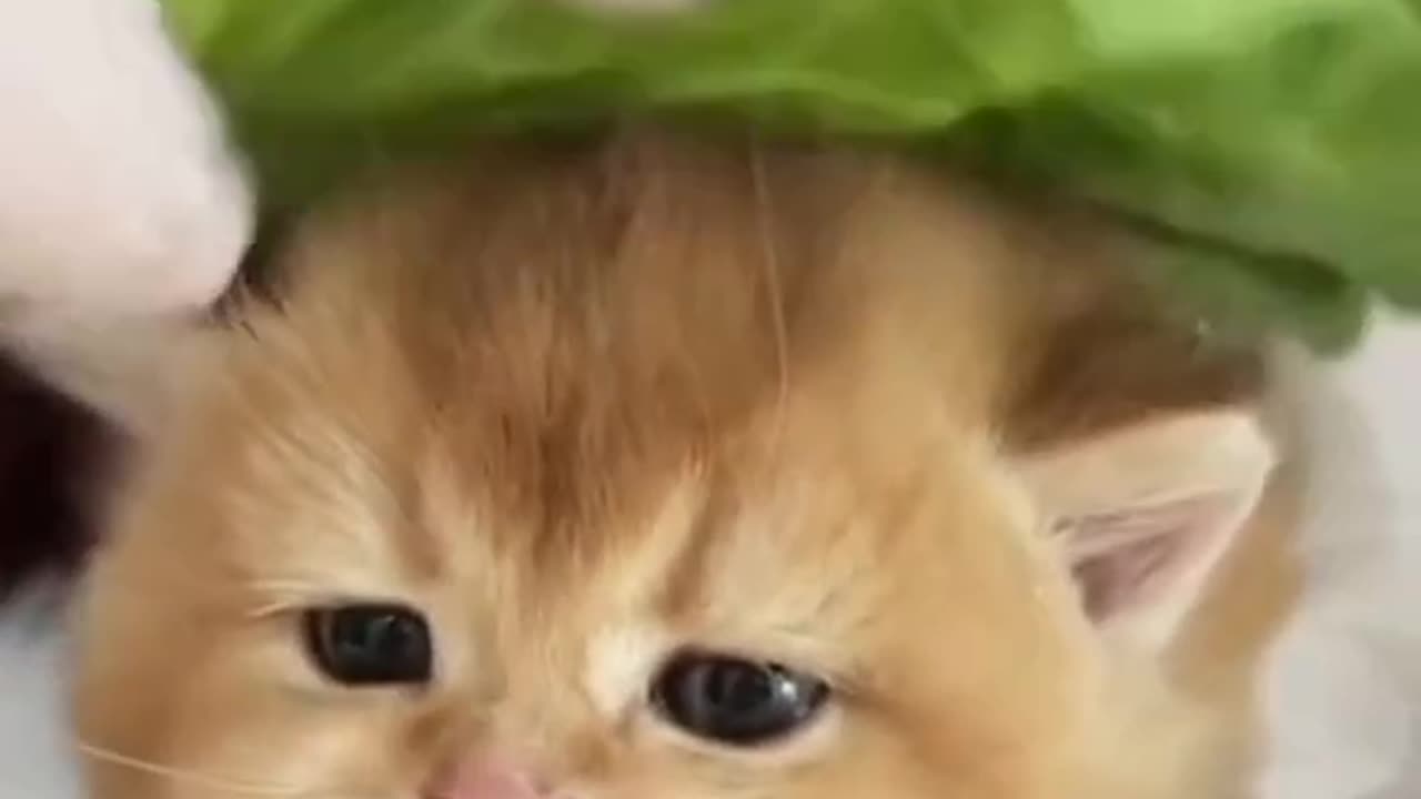 Kittenburger🐱🍔