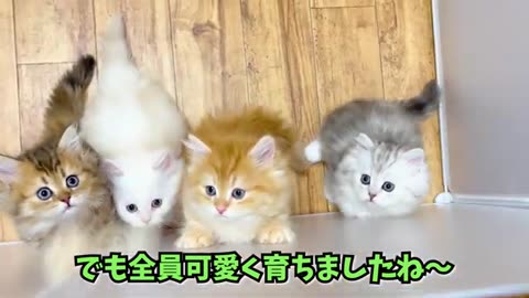 Cutest cats