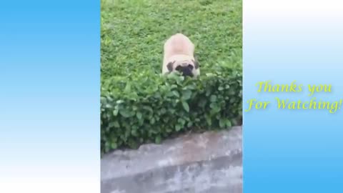 Cute pets and funny animals latest funny video 2021