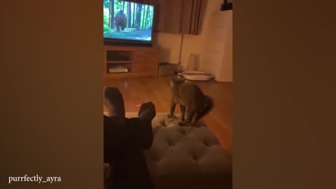 The very best and funniest CAT moments 😅Funny Pet Videos 2024