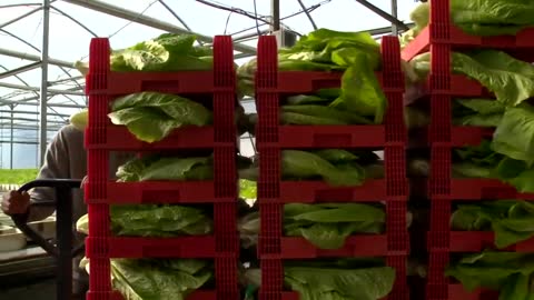 Lettuce Automated Hydroponic System | Best Harvest | Growth.