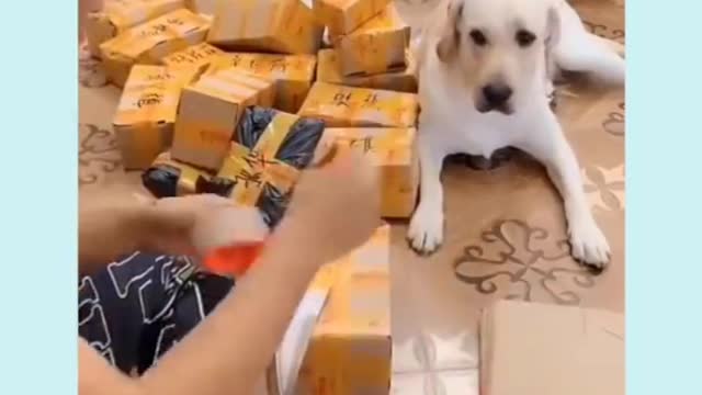 You will laugh at all the DOGS 🤣 Funny DOG Videos 😂🐶 #Part ---> 2