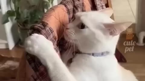 Funny cat video