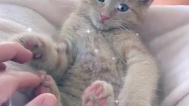 Scratching the soles of the kitten's feet, the cat looks very comfortable