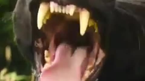 Dangerous black tiger in the wild
