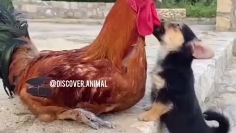 Puppy playing with hen