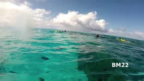 Diving In Bora Bora French Polynesia