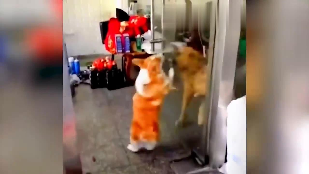 Funny Dogs & Cats & Animal Videos 2023 #1