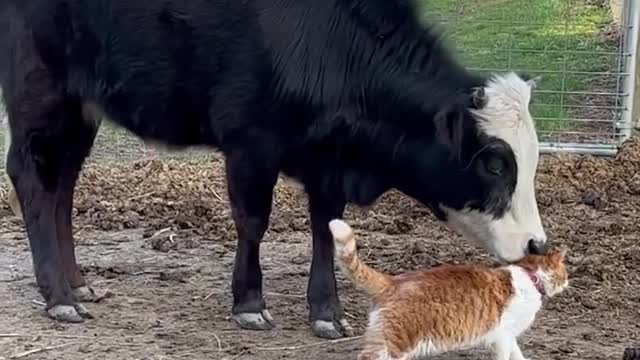 A Cow & Her Cat