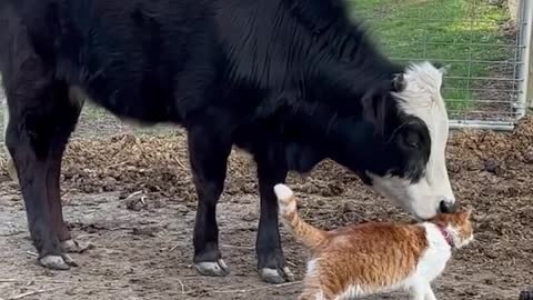 A Cow & Her Cat