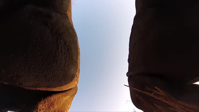 Top 10 animal Encounter video
