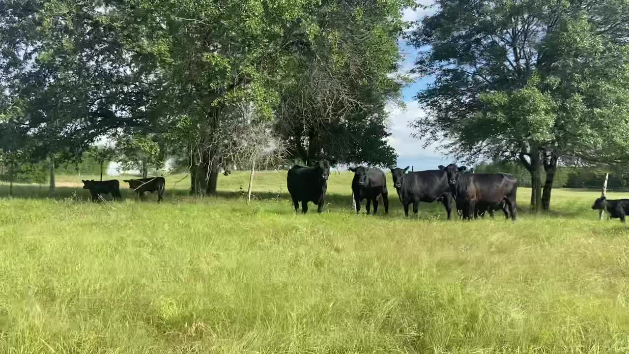 15-Young Angus pair.