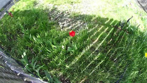 An Explosion of Color: Time-Lapse of a Tulip