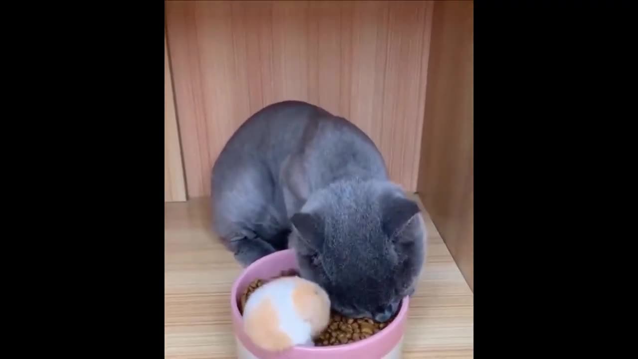 Funniest Pets Feeding Try Not to Laugh and Adorable Funniest Video