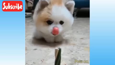 Cute dog favourite food