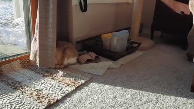 Luther lebowski is goofy
