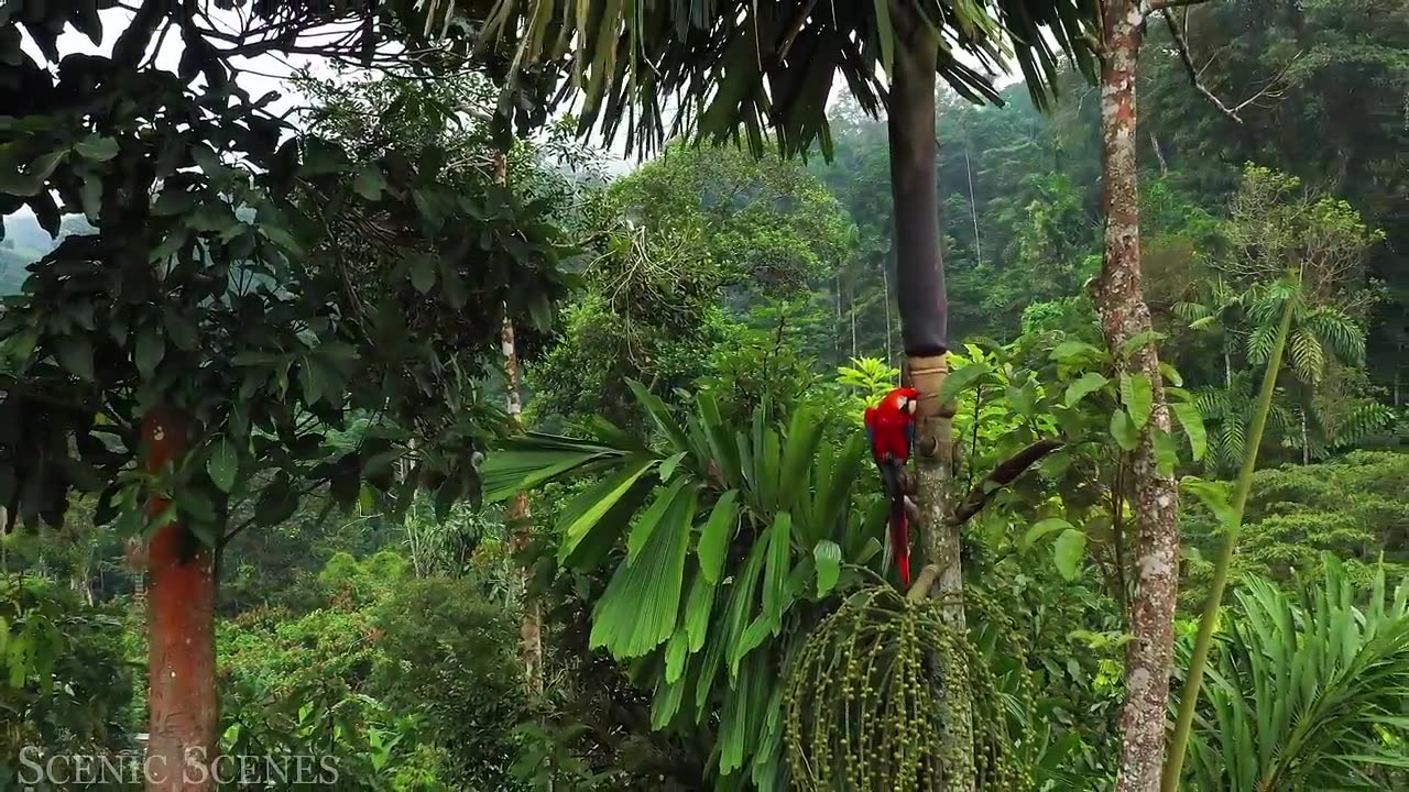 Animals of Amazon 4K - Animals That Call The Jungle Home | Amazon Rainforest |Scenic Relaxation Film