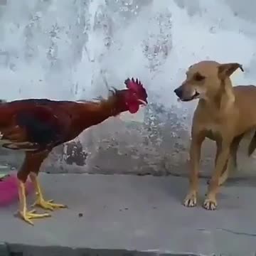 DOG VS COCK FIGHT