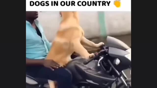 A dog raiding a bike ..100 Speed