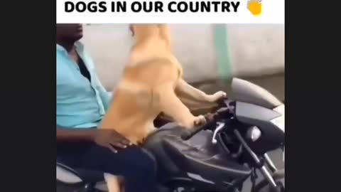 A dog raiding a bike ..100 Speed