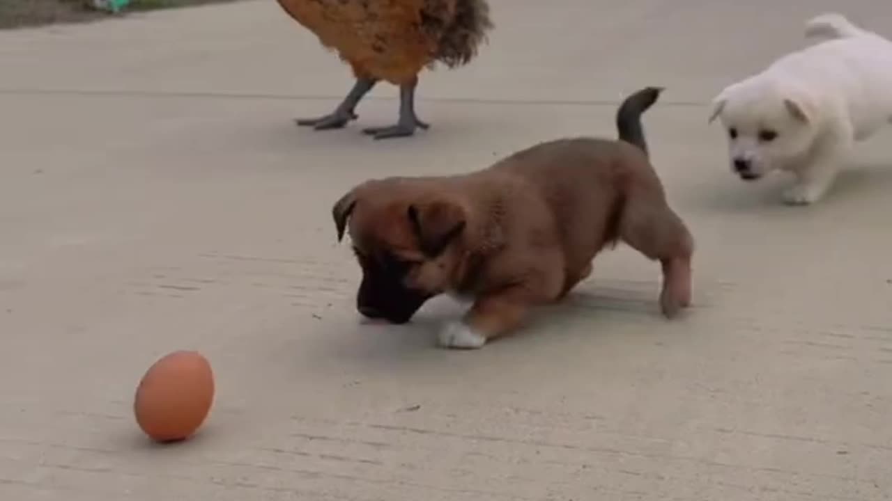 Funny animals🐓🐕🐕