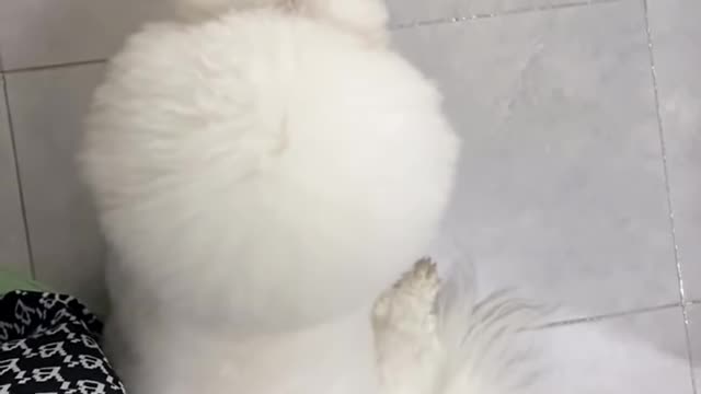 Aww Best dog noises compilation || Cute Baby Dog-Chines-Tiktok Funny Videos🐶 #short