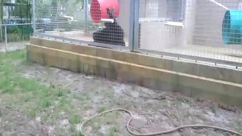 Orang playing with bread