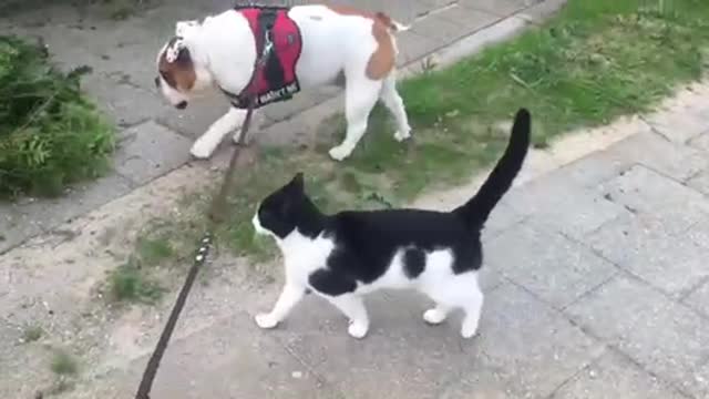 Friendly feline can't get enough of bulldog compani bcsf