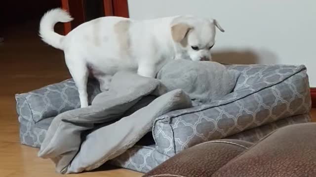 A smart puppy organizes his blankets.