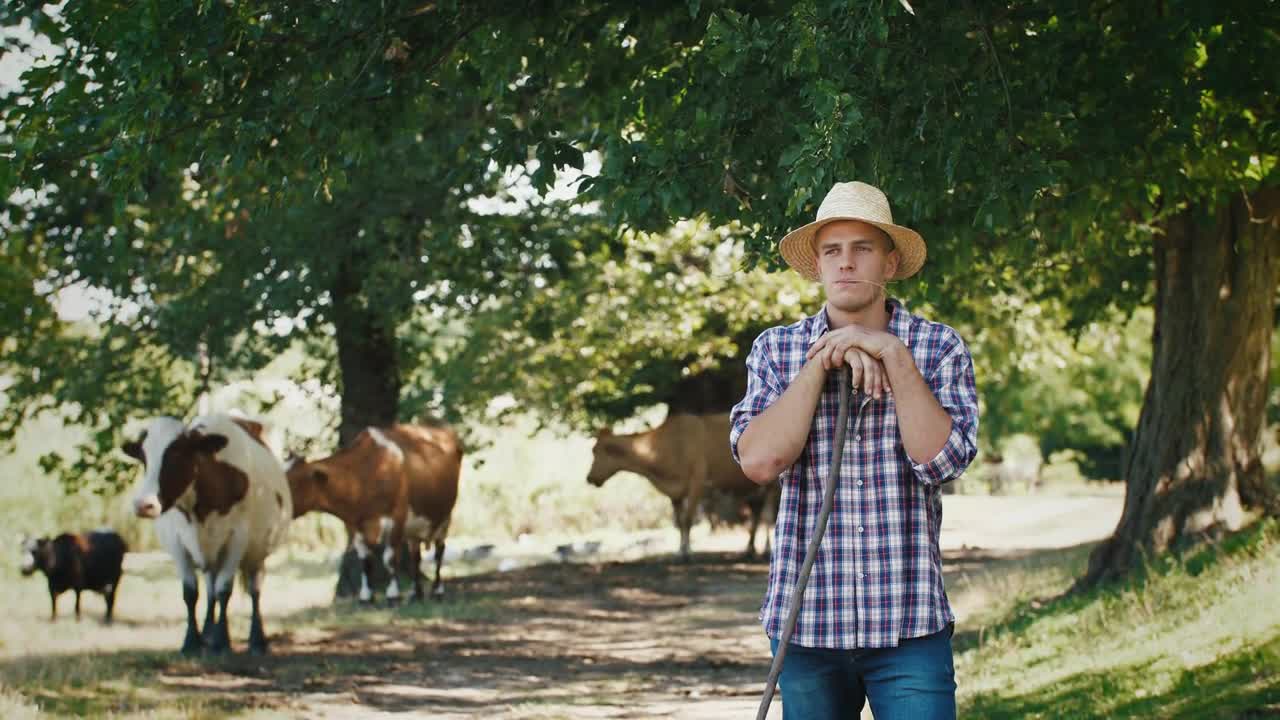 Young villager man shepherd in straw hat with his flock of cows on a rural background, slow motion