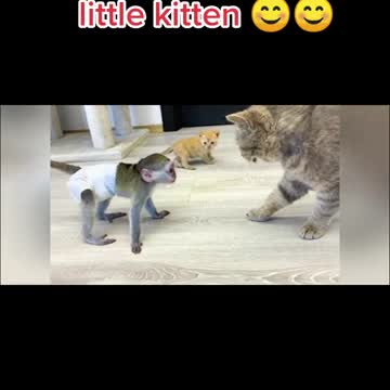 Smart animal you have ever seen before