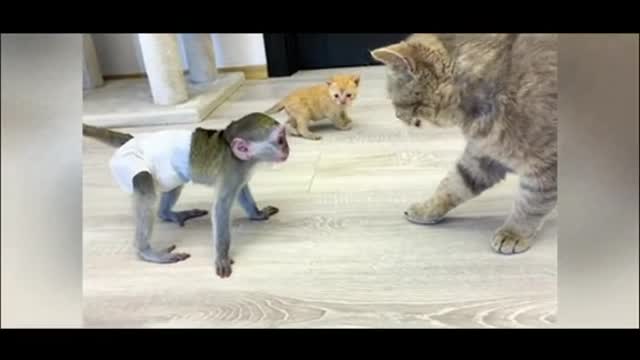 Smart animal you have ever seen before