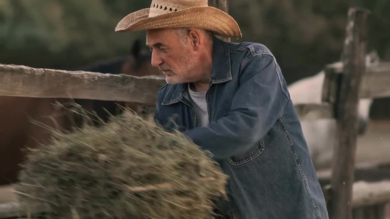 Tilt down view of aged man throwing dried grass into paddock with horses