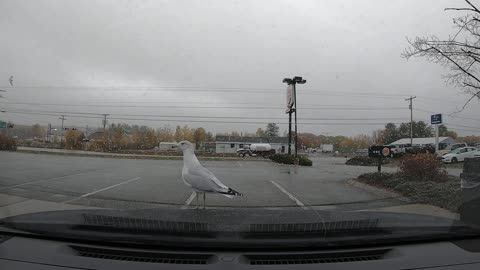 Gull