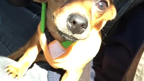 Chihuahua sitting in ladies lap in pumpkin outfit