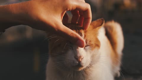 The Cat Who Is Always Sleepy