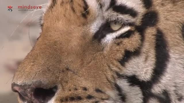 Tiger activity